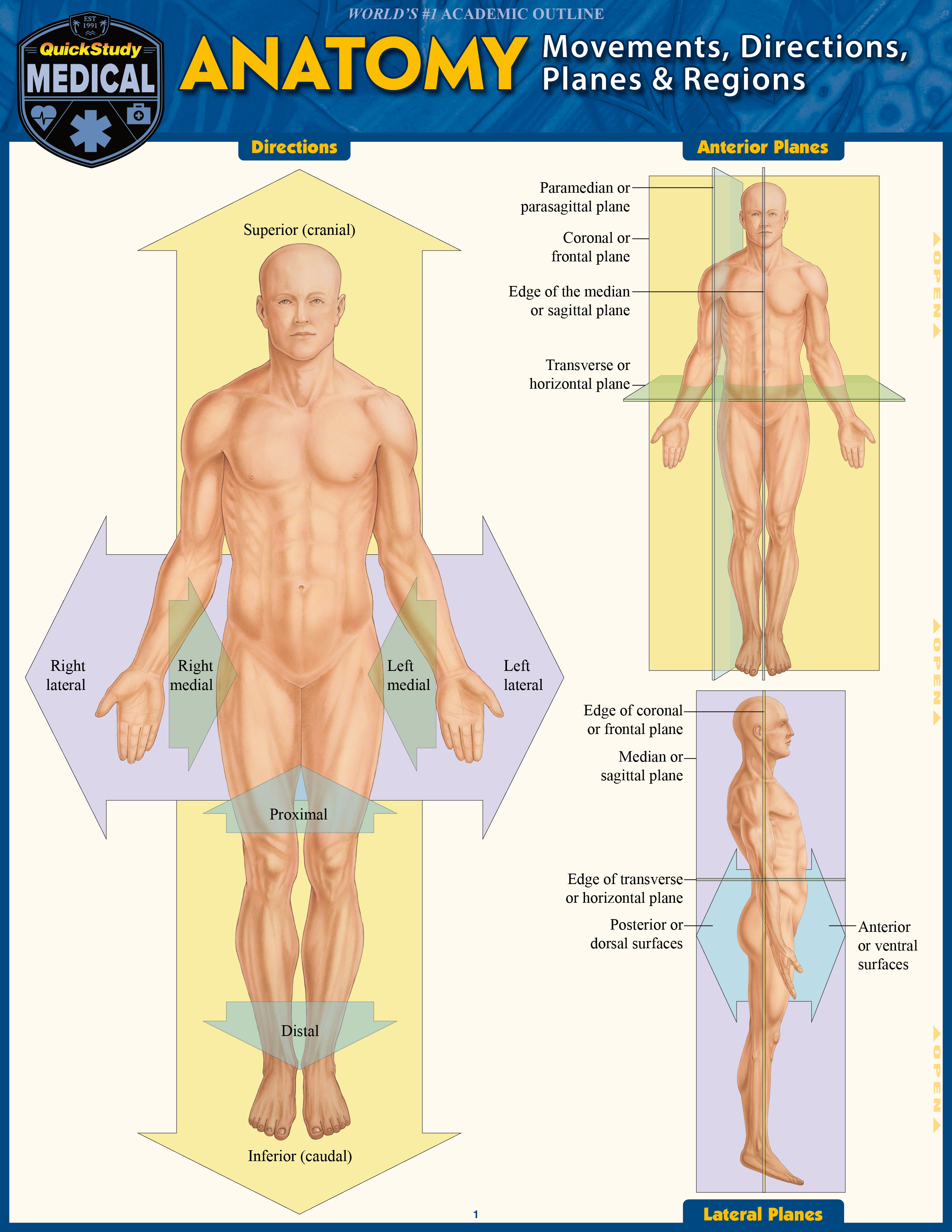 QuickStudy | Anatomy: Directions, Planes, Movements & Regions Laminated Study Guide