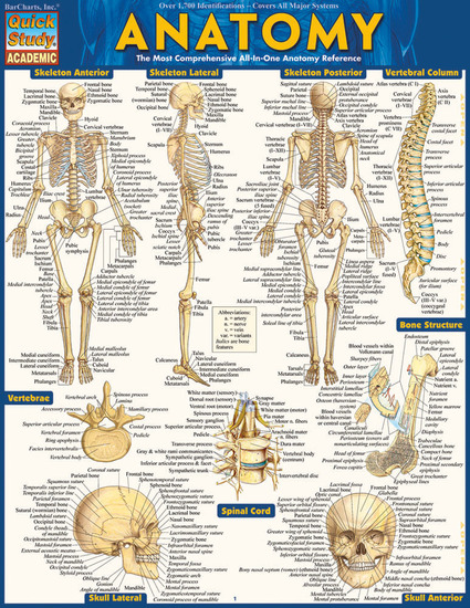 QuickStudy Anatomy Laminated Study Guide QuickStudy Anatomy Laminated Study Guide